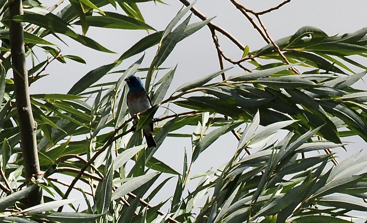 Lazuli Bunting - ML640055200