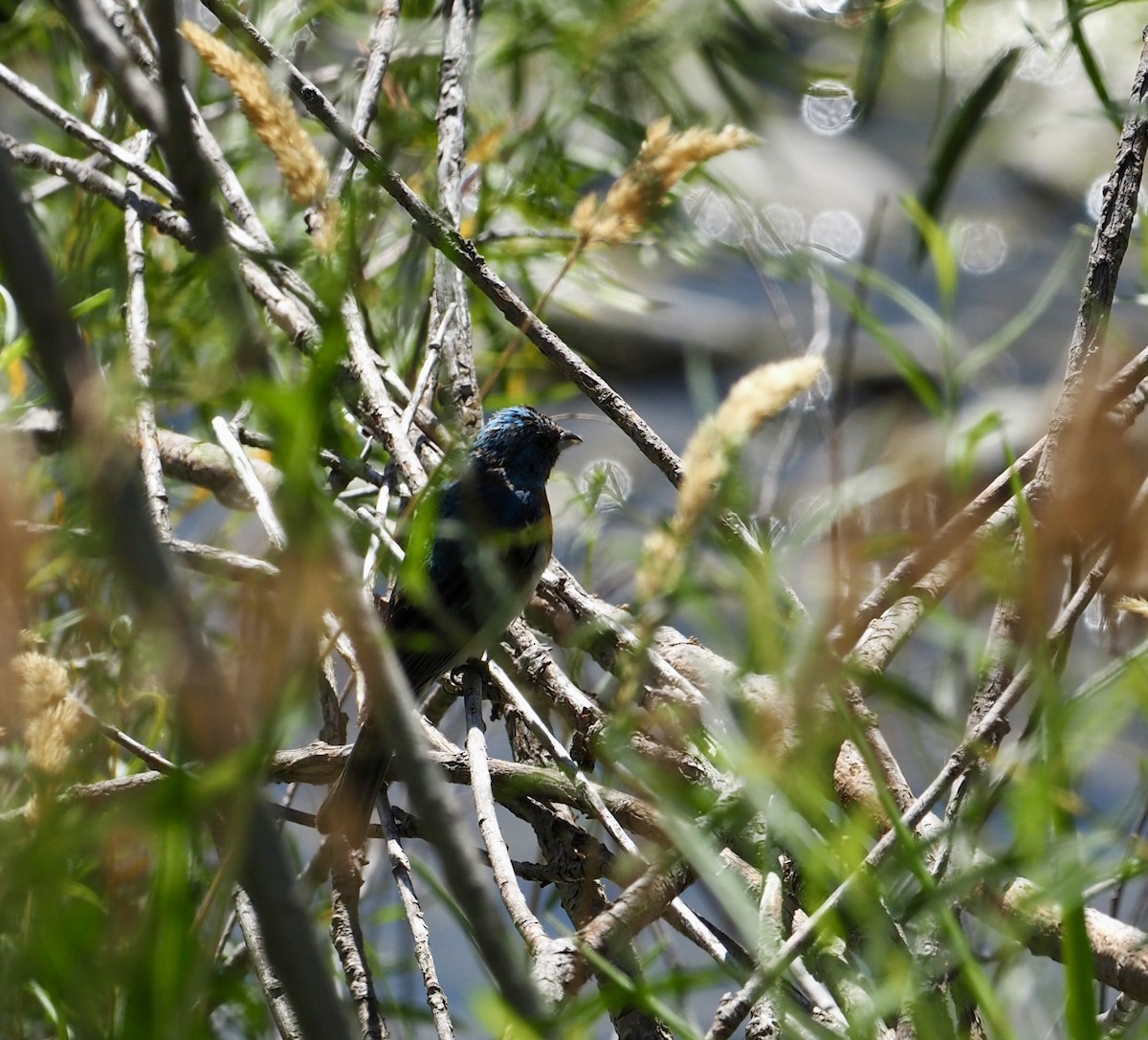 Lazuli Bunting - ML640055201