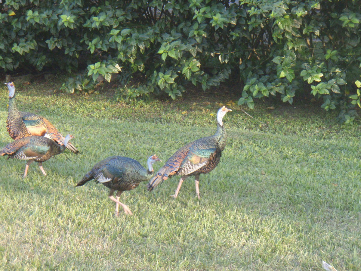 Ocellated Turkey - ML640055286