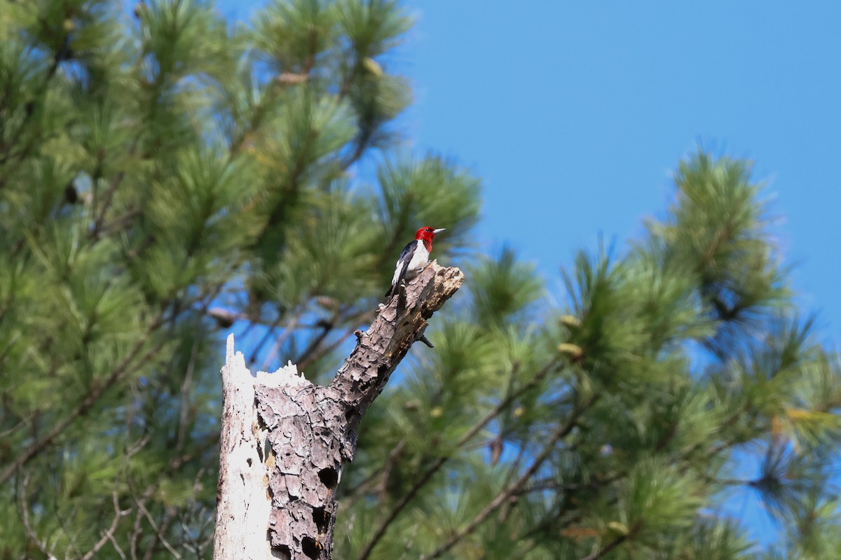 Red-headed Woodpecker - ML640055369