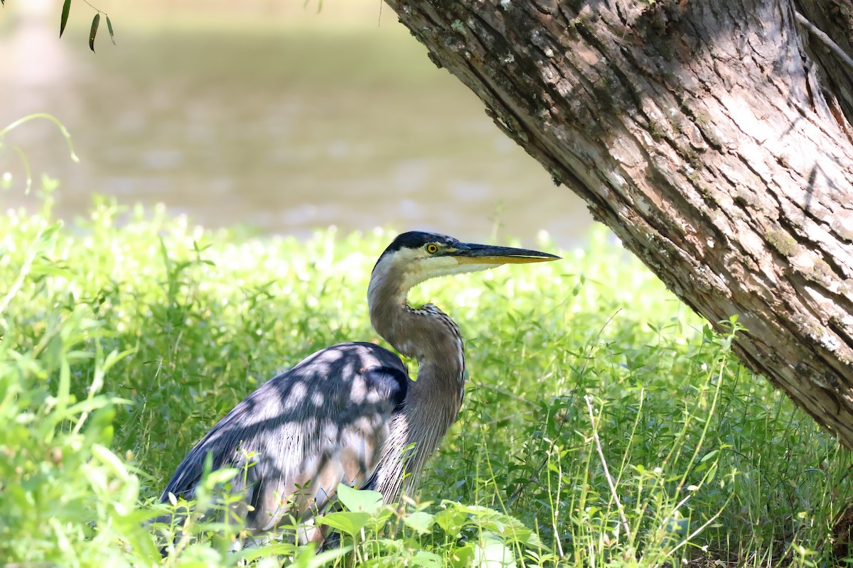 Great Blue Heron - ML640055453