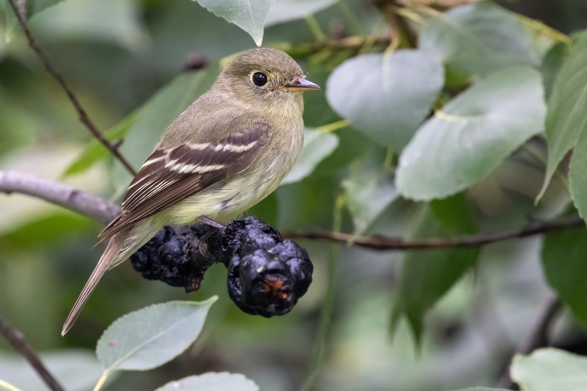 tyranovec žlutobřichý - ML640055459