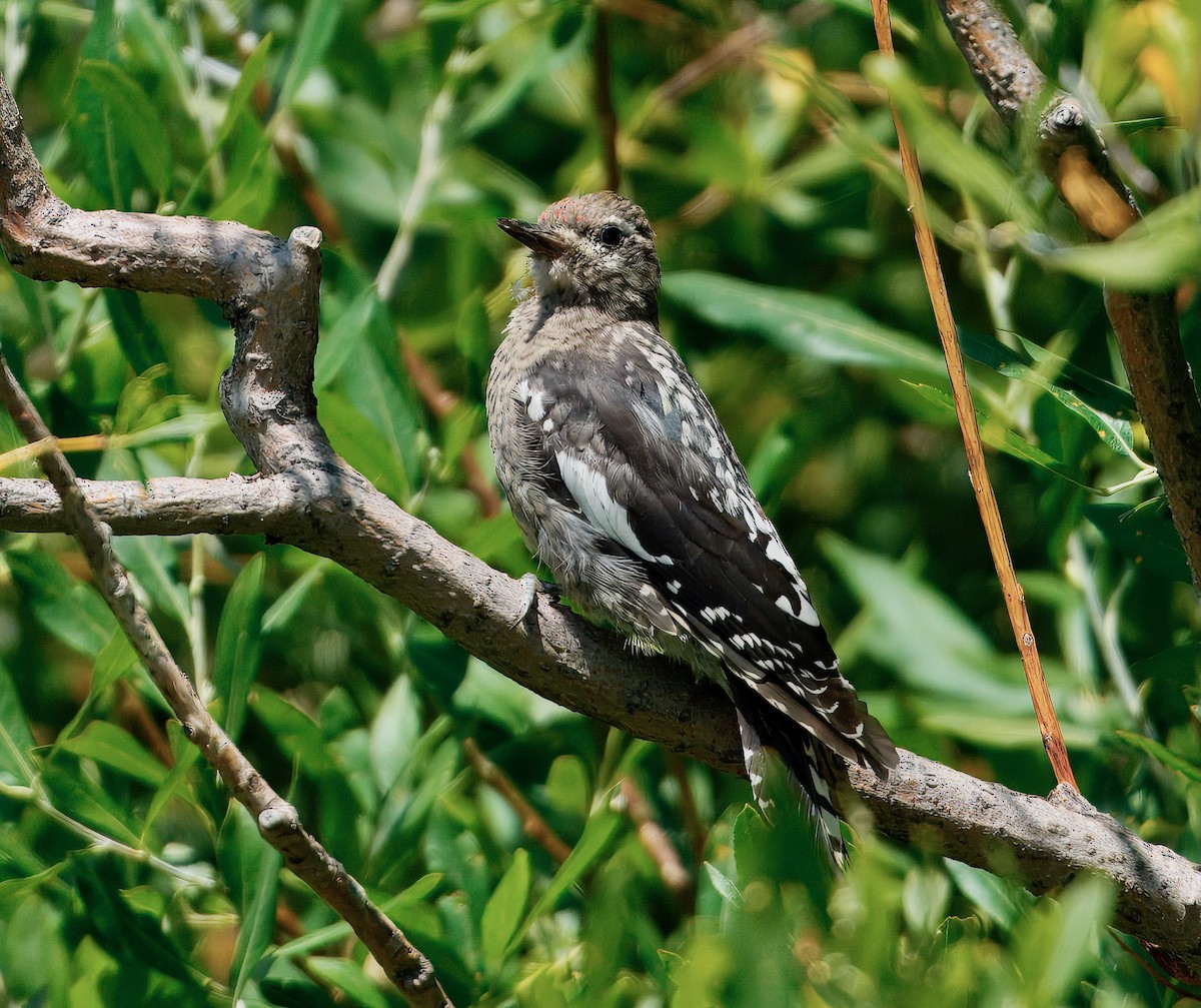 Red-naped Sapsucker - ML640055482