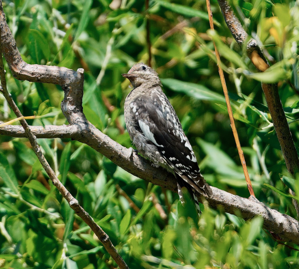 Red-naped Sapsucker - ML640055483