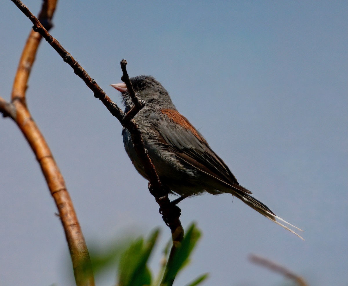 Dark-eyed Junco - ML640055512