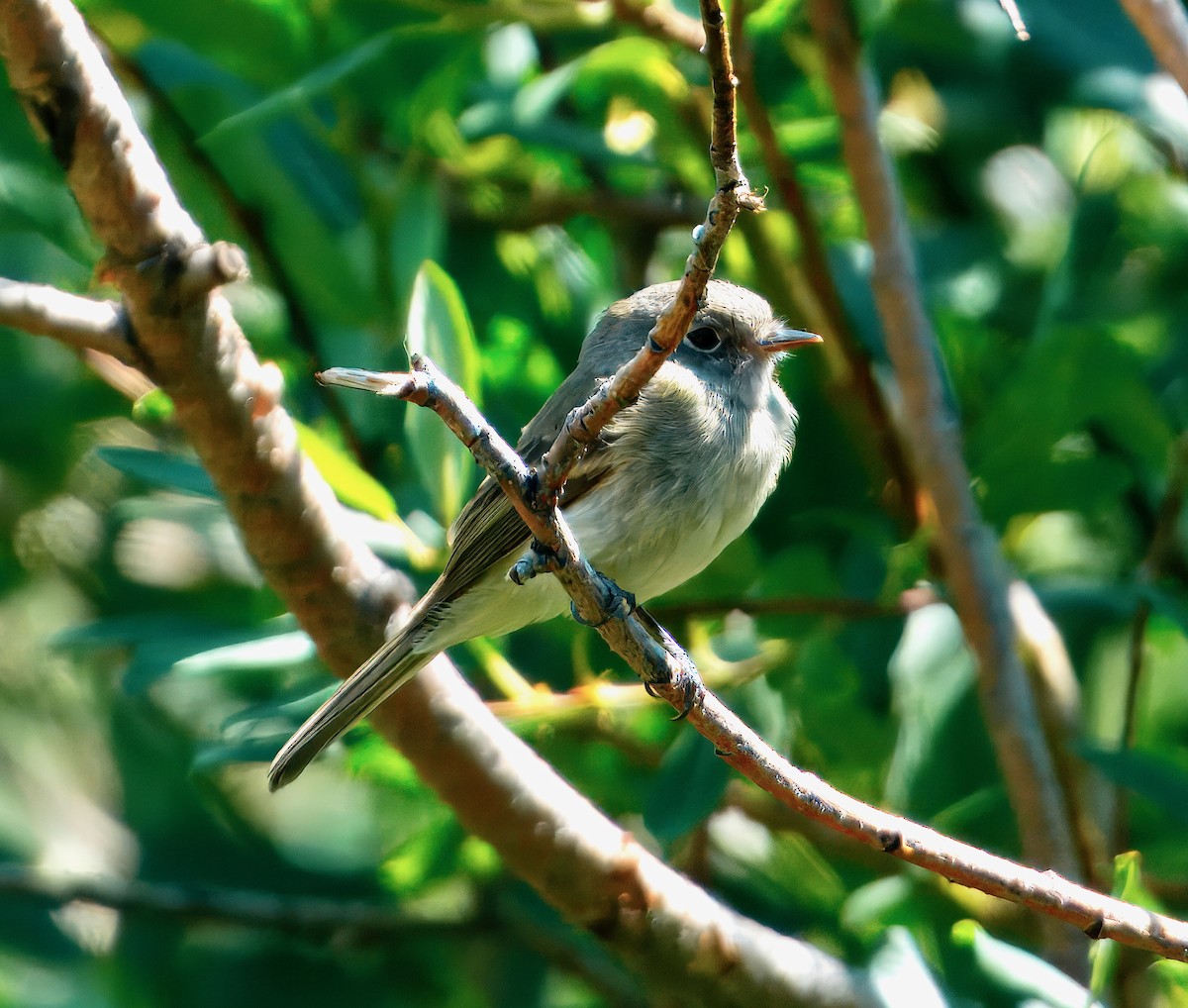 Dusky Flycatcher - ML640055513