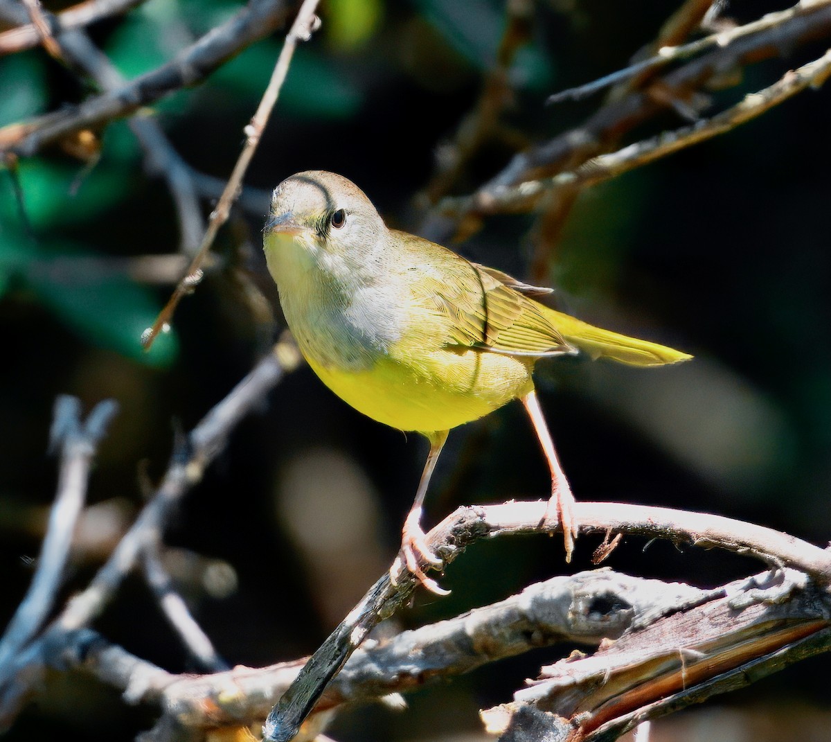MacGillivray's Warbler - ML640055540
