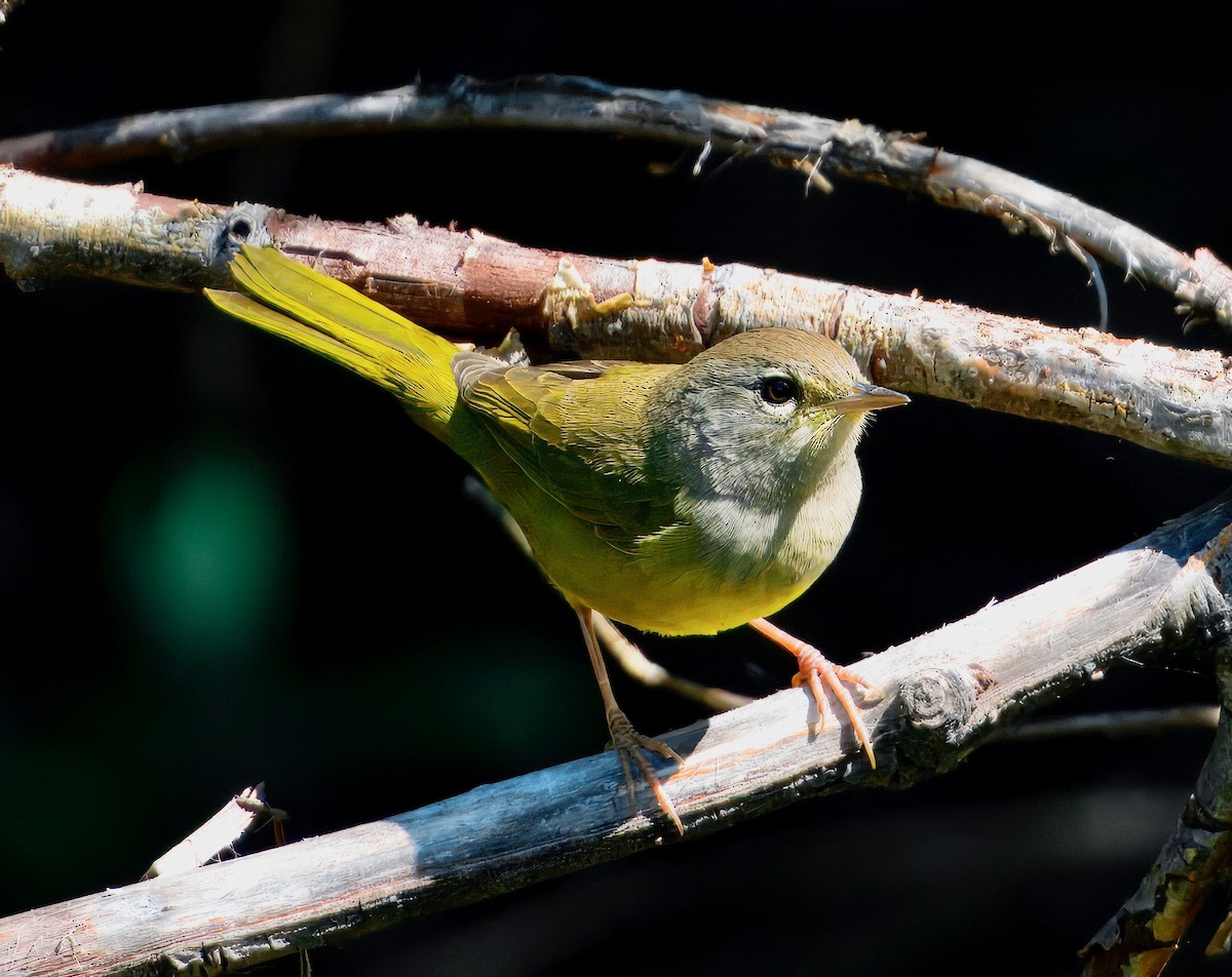 MacGillivray's Warbler - ML640055541