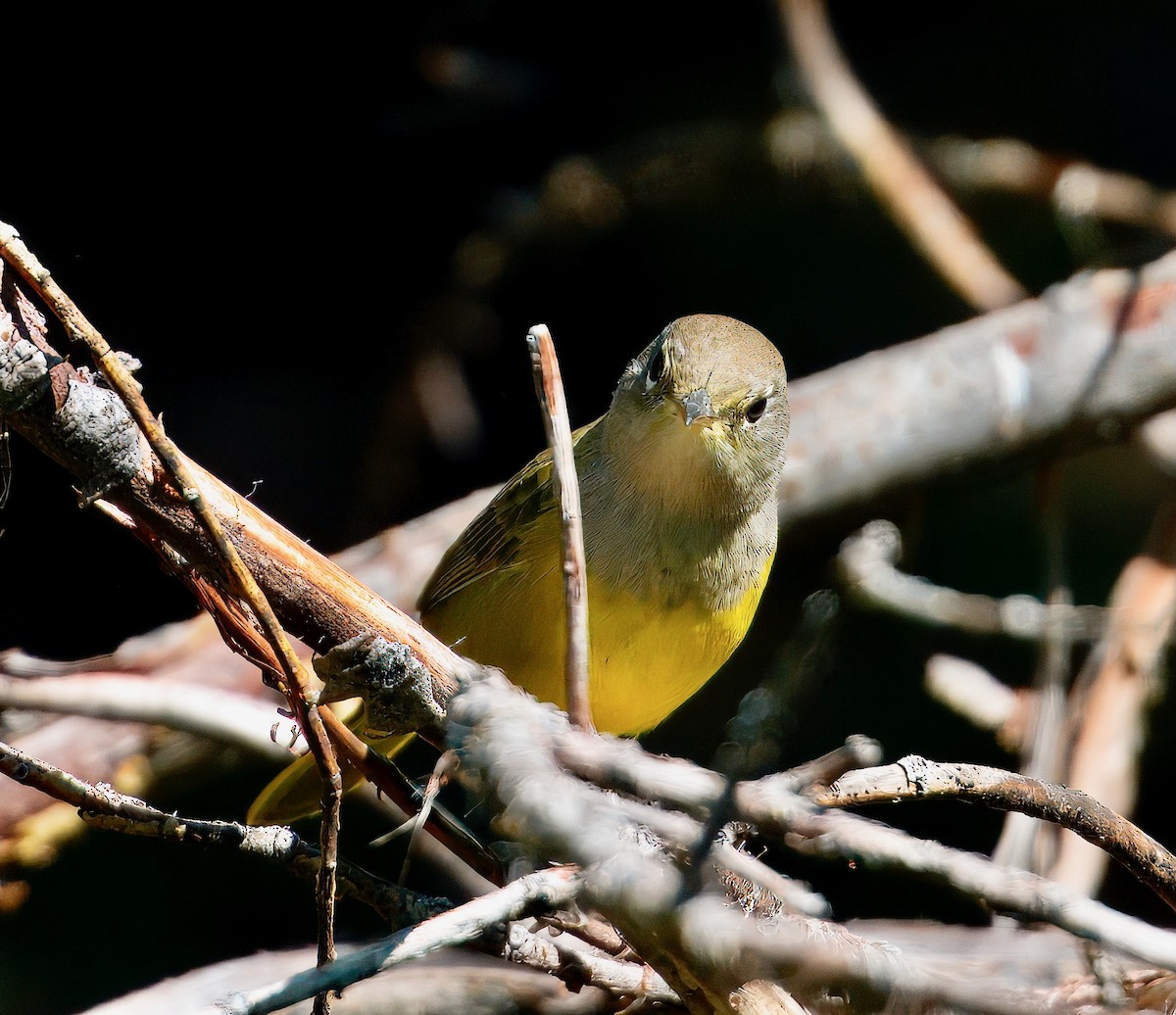 MacGillivray's Warbler - ML640055542