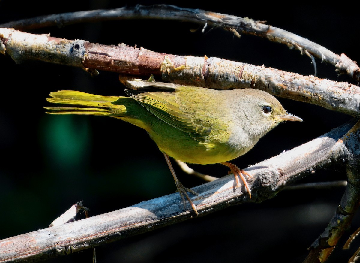 MacGillivray's Warbler - ML640055543