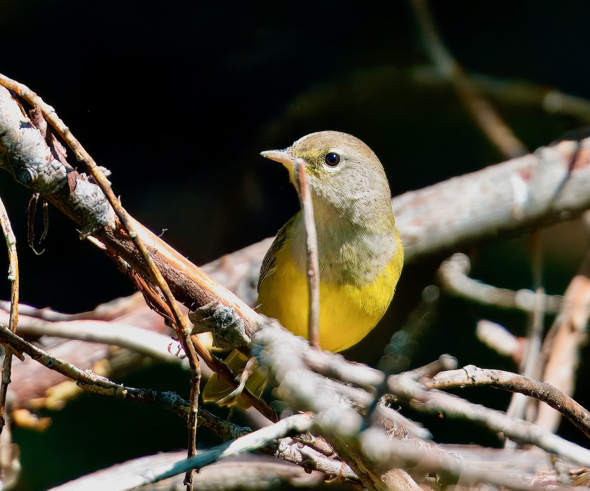MacGillivray's Warbler - ML640055544