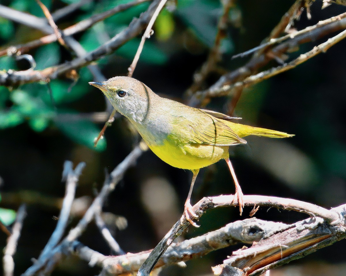 MacGillivray's Warbler - ML640055545