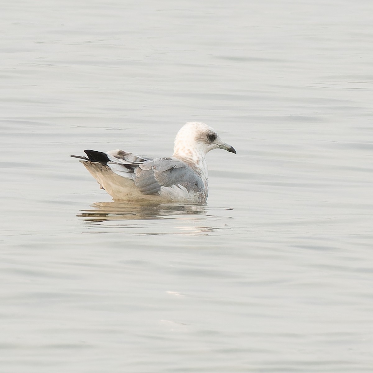 Short-billed Gull - ML640055547