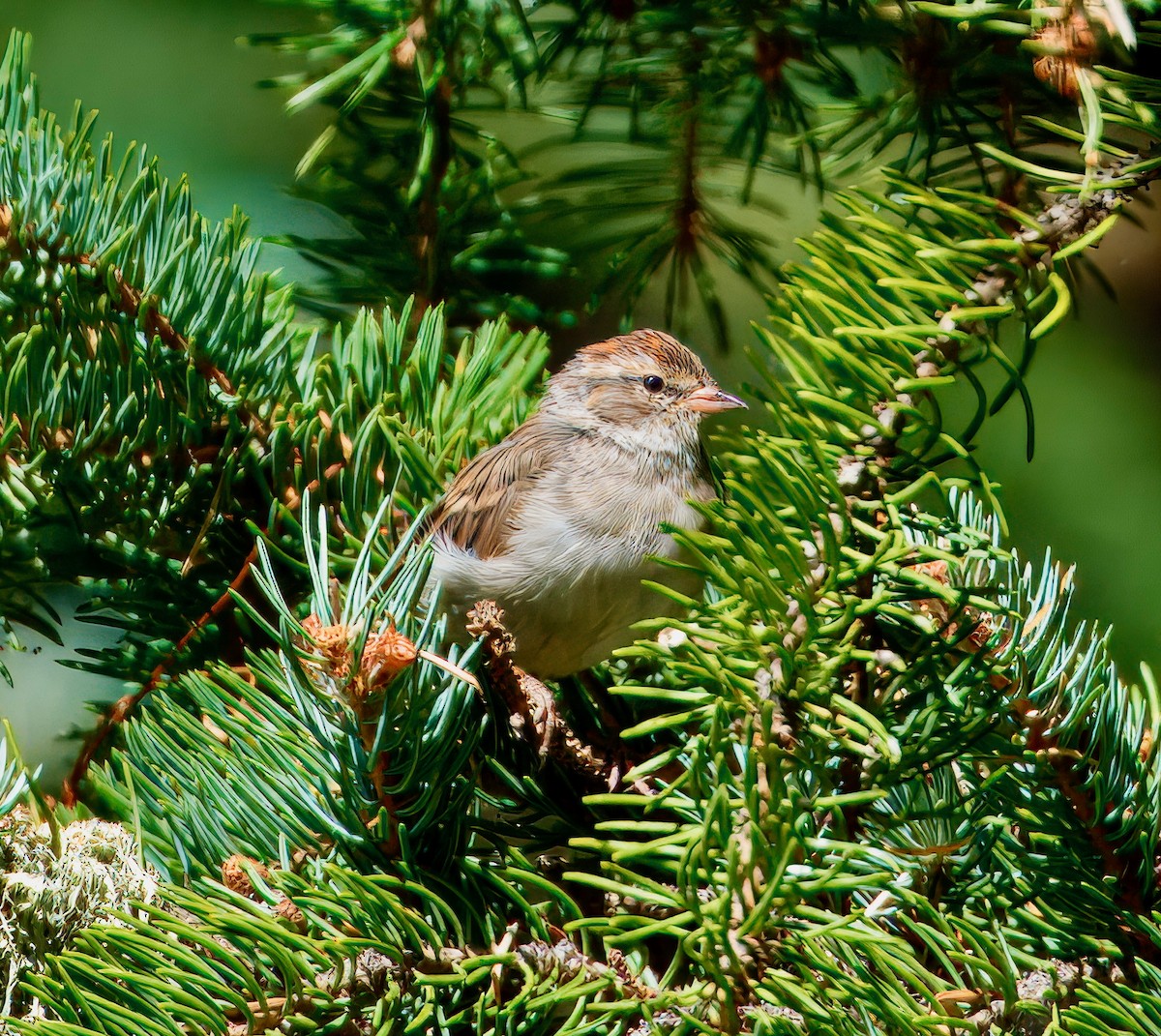 Chipping Sparrow - ML640055559