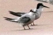 Little Tern - ML640055560