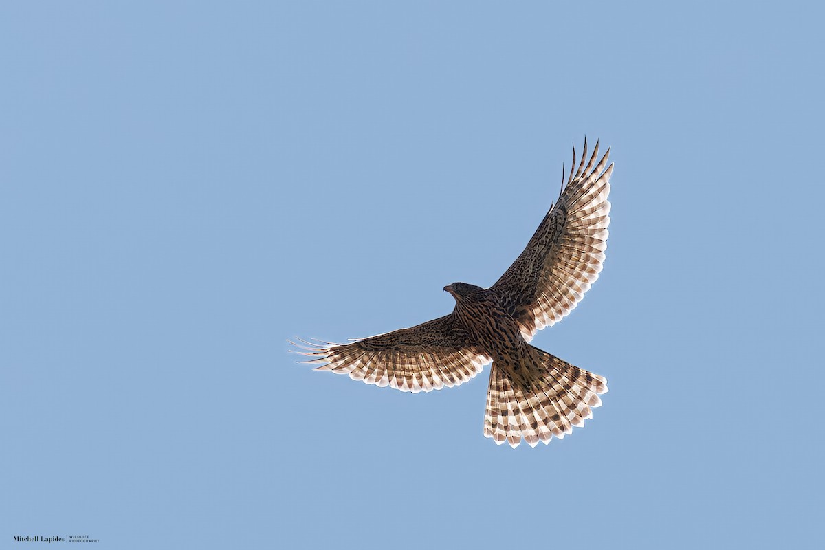 American Goshawk - ML640055594