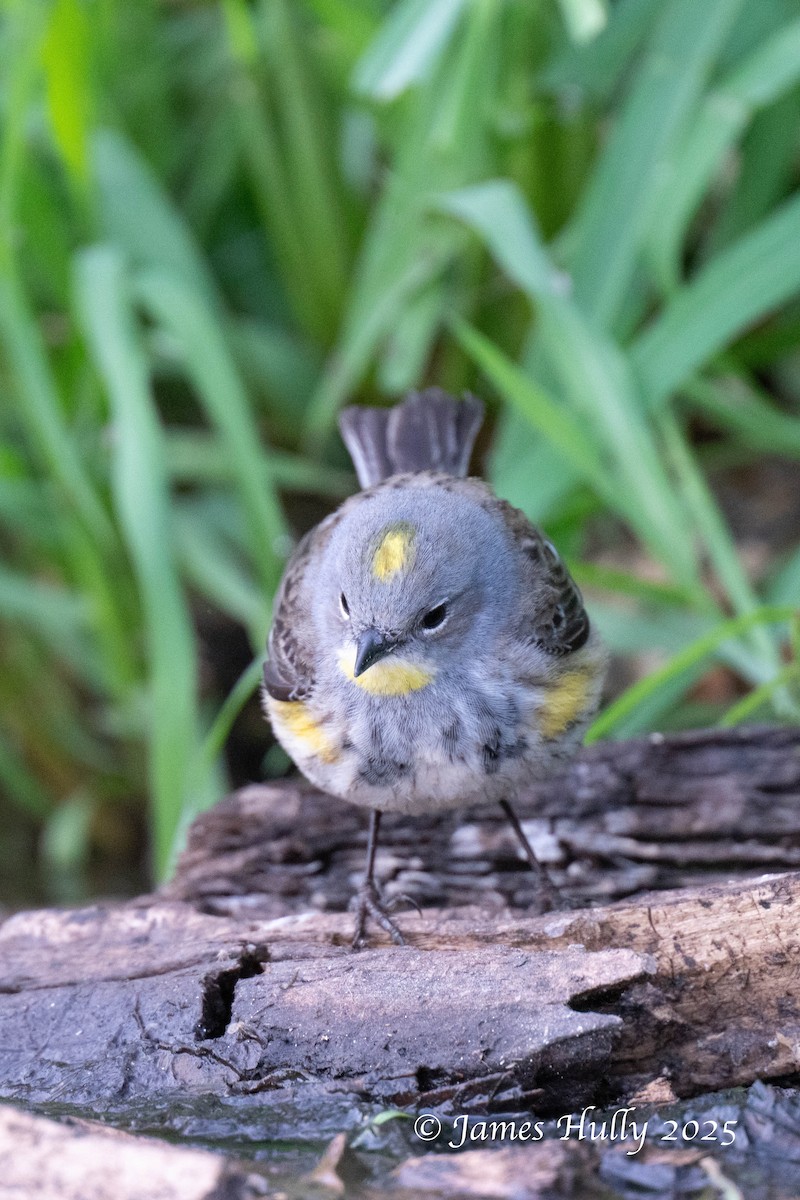 Yellow-rumped Warbler - ML640055612