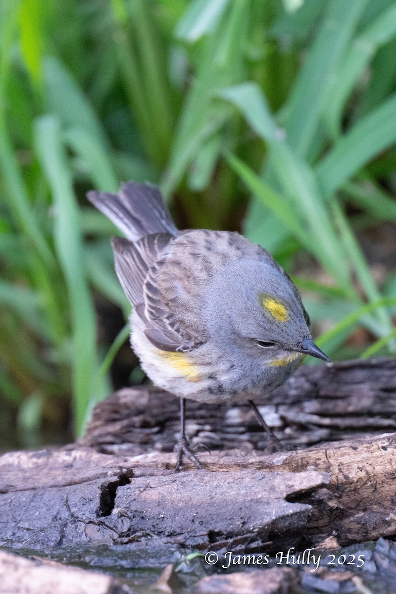 Yellow-rumped Warbler - ML640055613