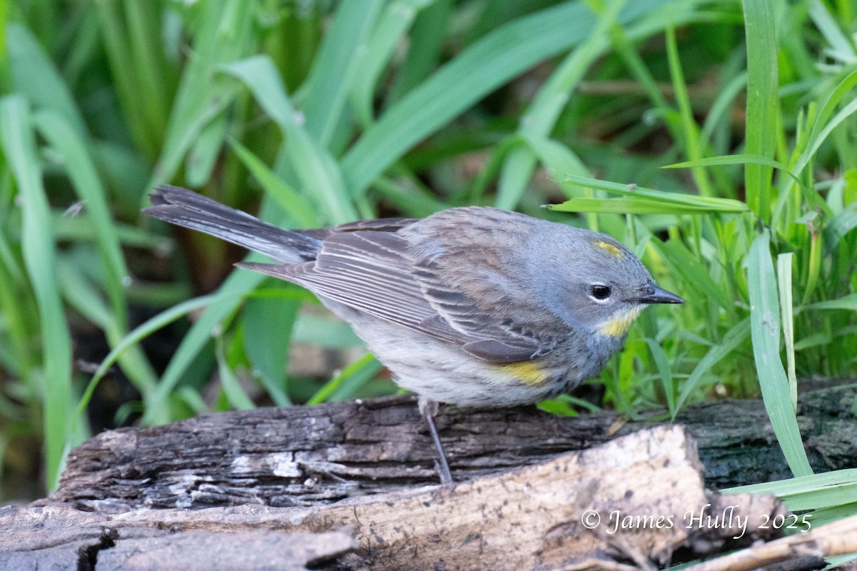 Yellow-rumped Warbler - ML640055614