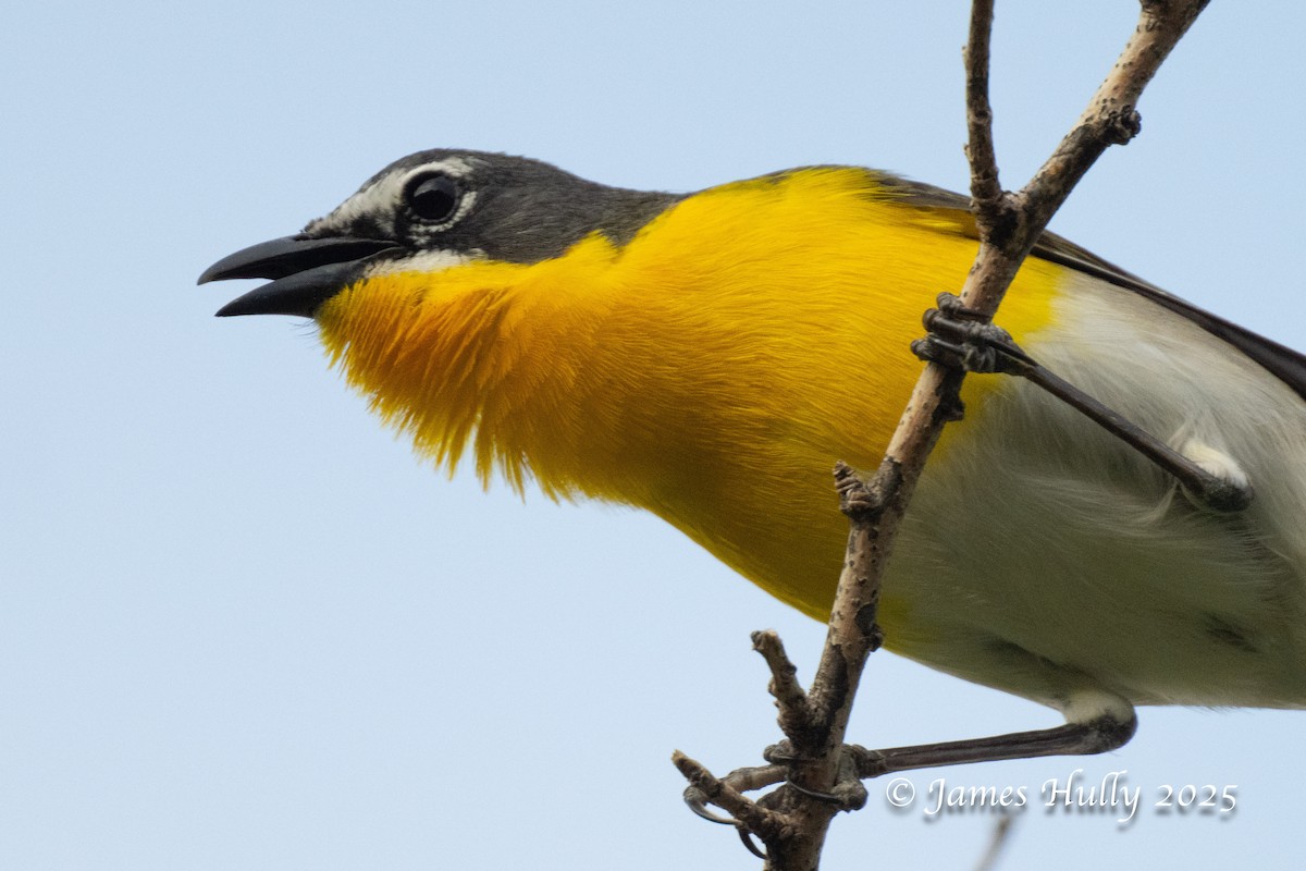 Yellow-breasted Chat - ML640055621