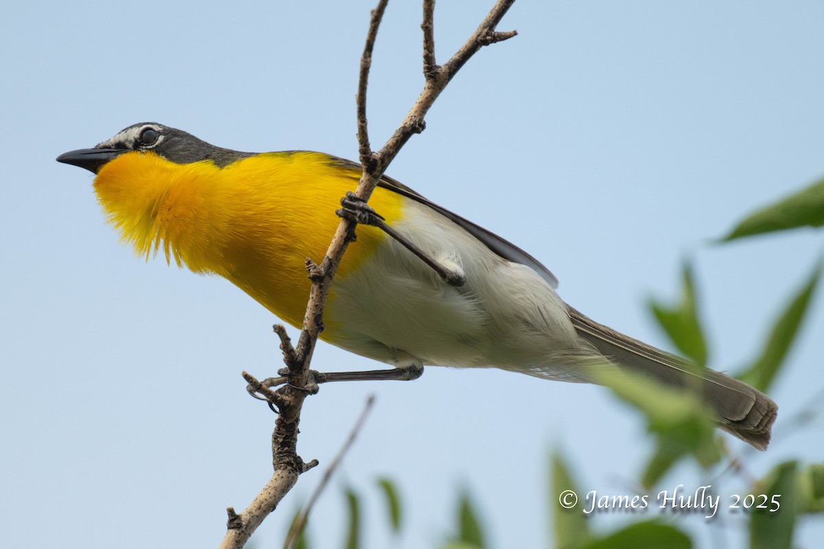 Yellow-breasted Chat - ML640055622