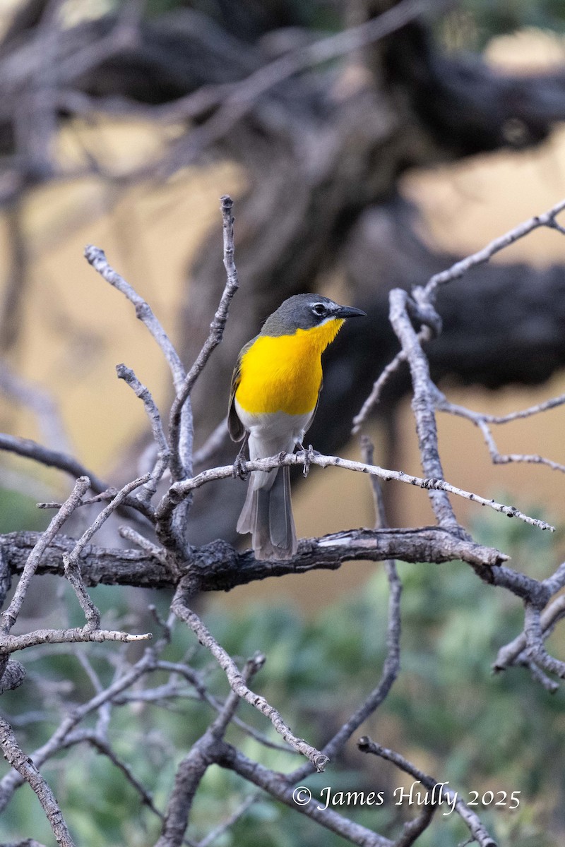 Yellow-breasted Chat - ML640055623