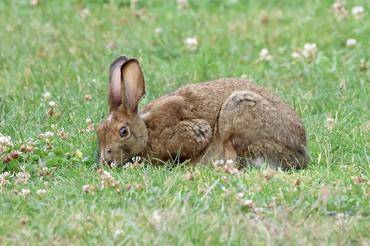Snowshoe Hare - ML640055672