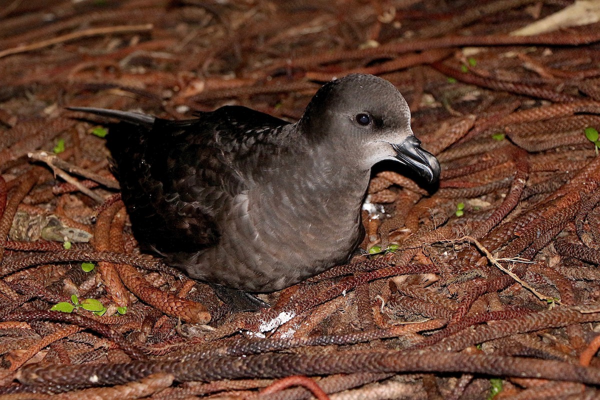Gray-faced Petrel - ML640055720