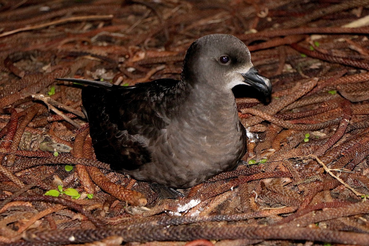 Gray-faced Petrel - ML640055721