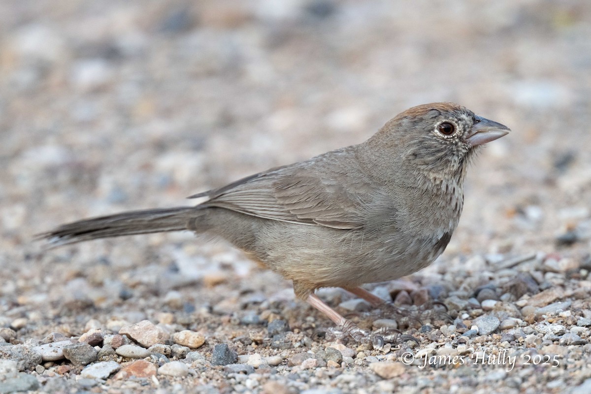 Canyon Towhee - ML640055732