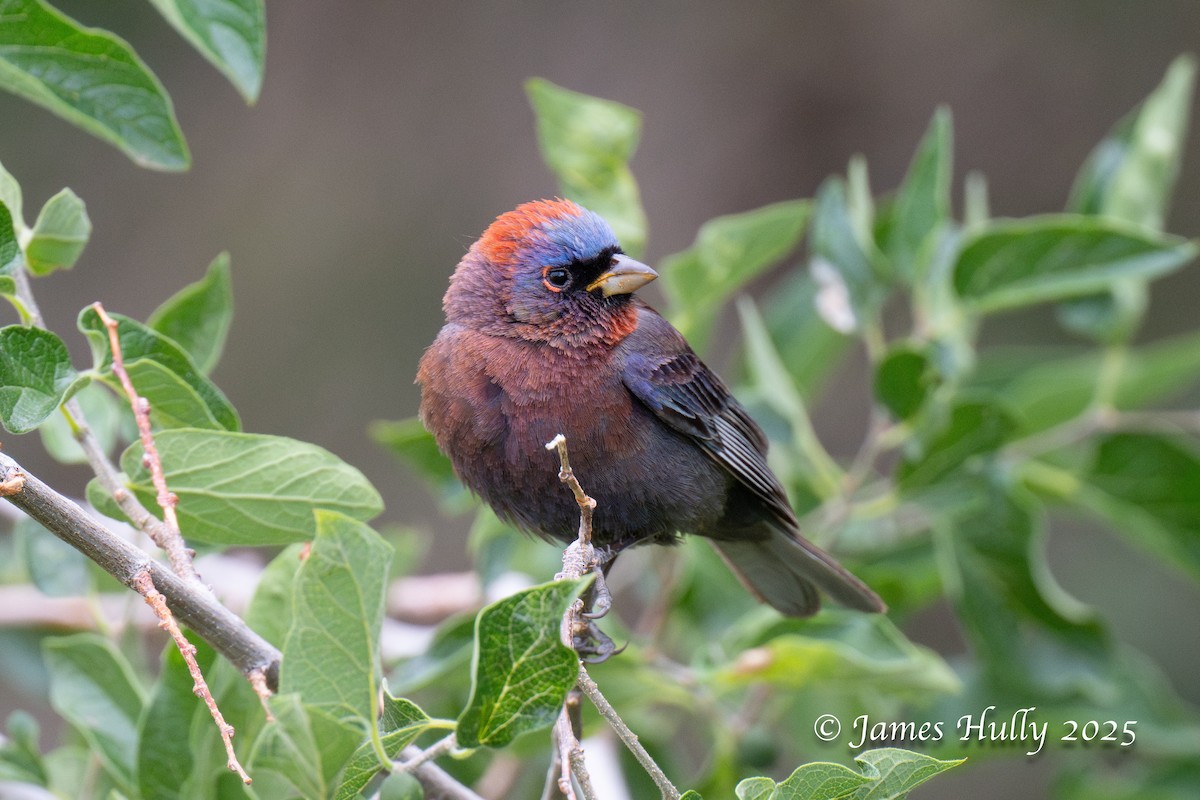 Varied Bunting - ML640055743