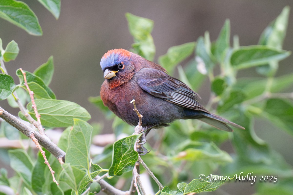 Varied Bunting - ML640055744