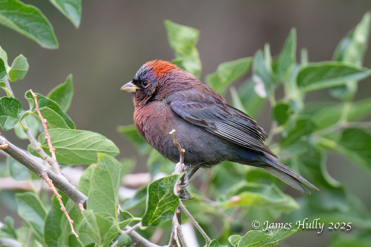 Varied Bunting - ML640055745