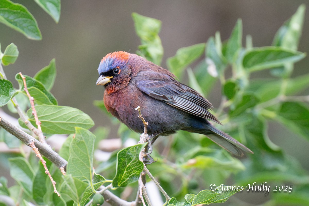 Varied Bunting - ML640055746