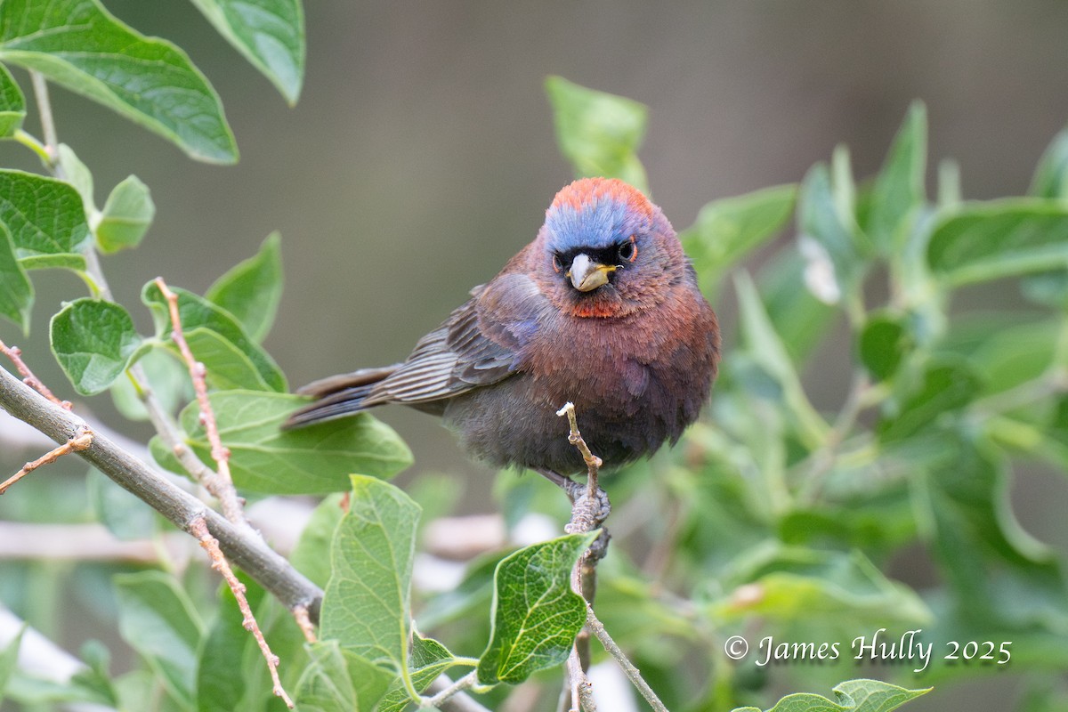 Varied Bunting - ML640055748