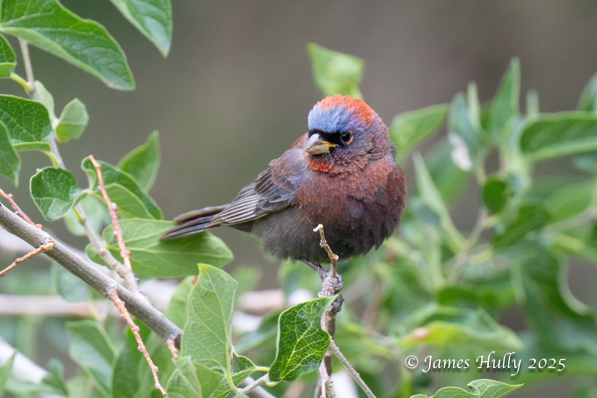 Varied Bunting - ML640055749