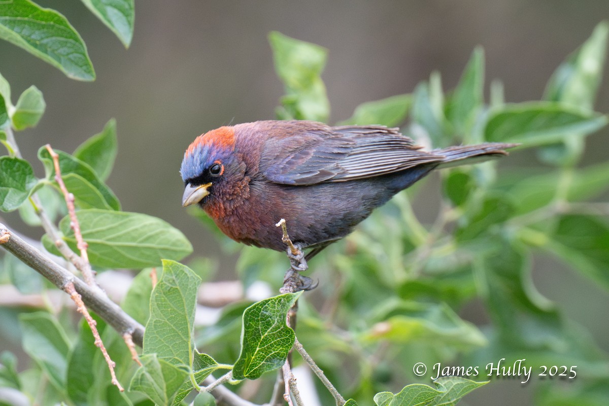 Varied Bunting - ML640055750