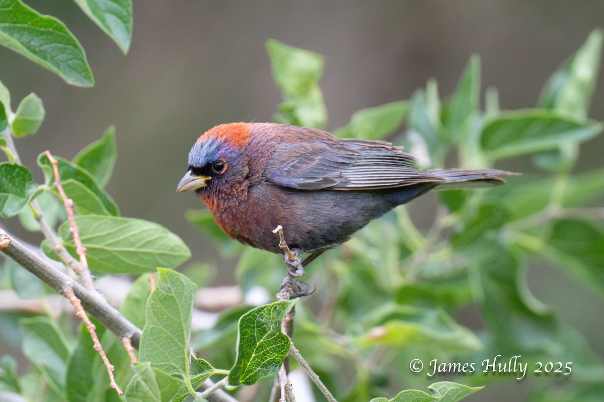 Varied Bunting - ML640055751