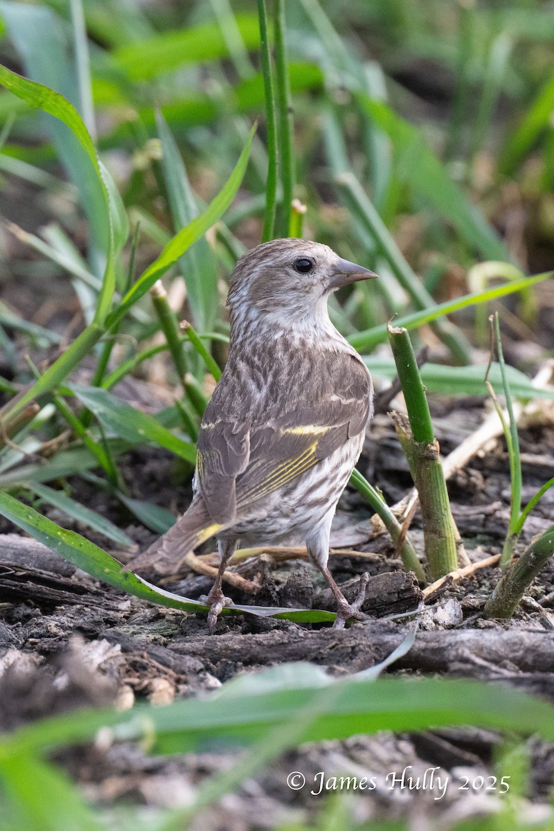 Pine Siskin - ML640055771