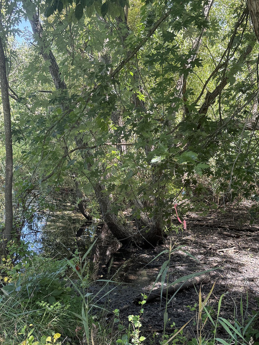 オウゴンアメリカムシクイ - ML640055775