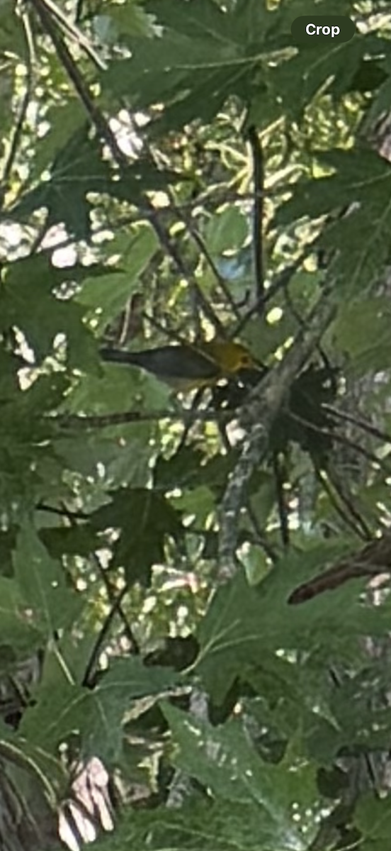 オウゴンアメリカムシクイ - ML640055776