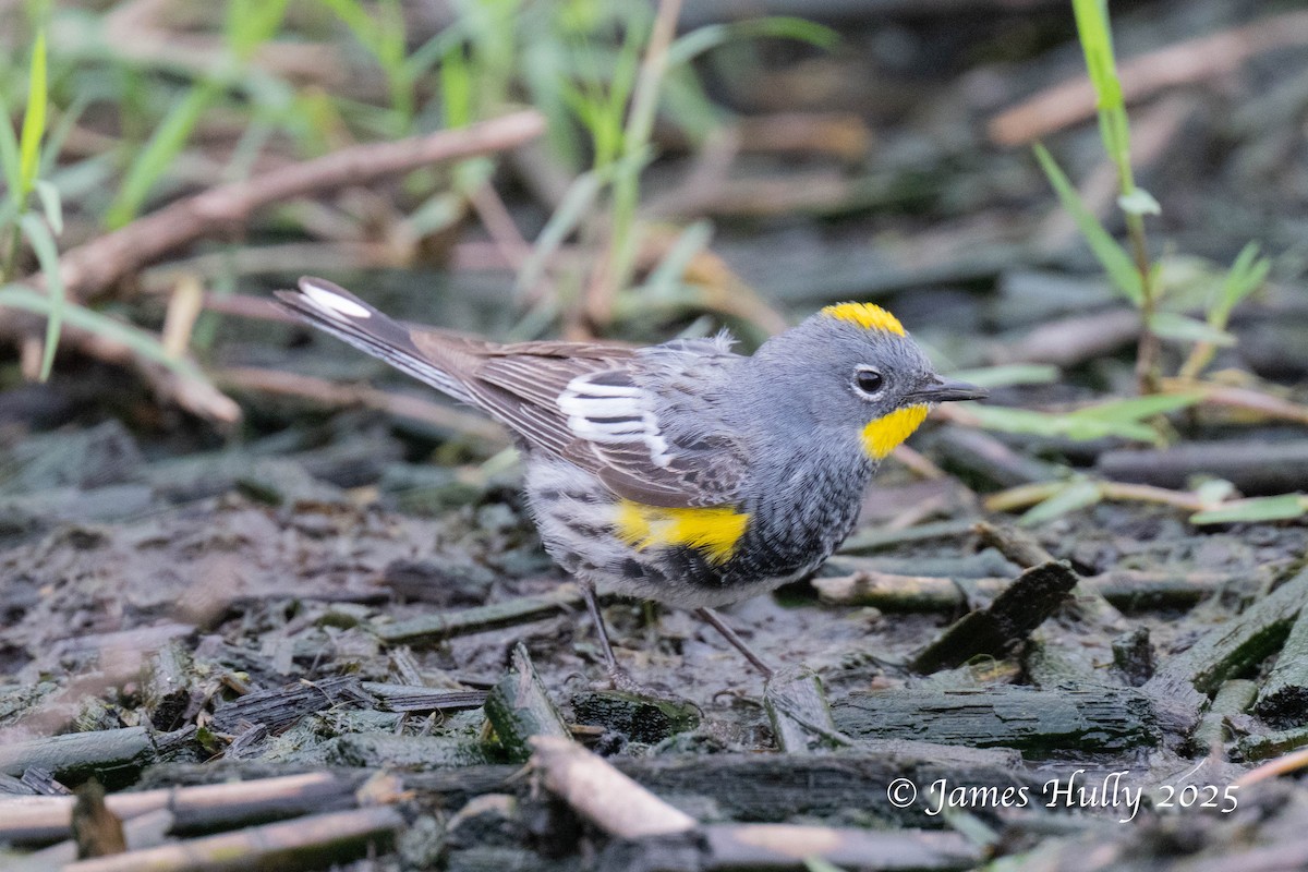 Yellow-rumped Warbler - ML640055778