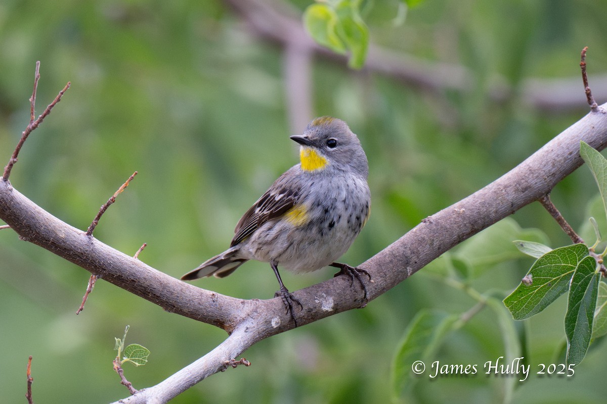 Yellow-rumped Warbler - ML640055781