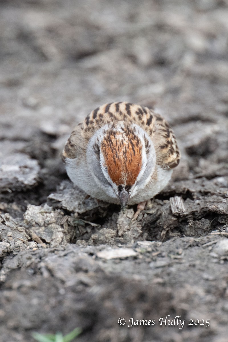 Chipping Sparrow - ML640055788