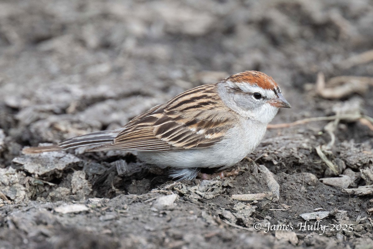 Chipping Sparrow - ML640055796