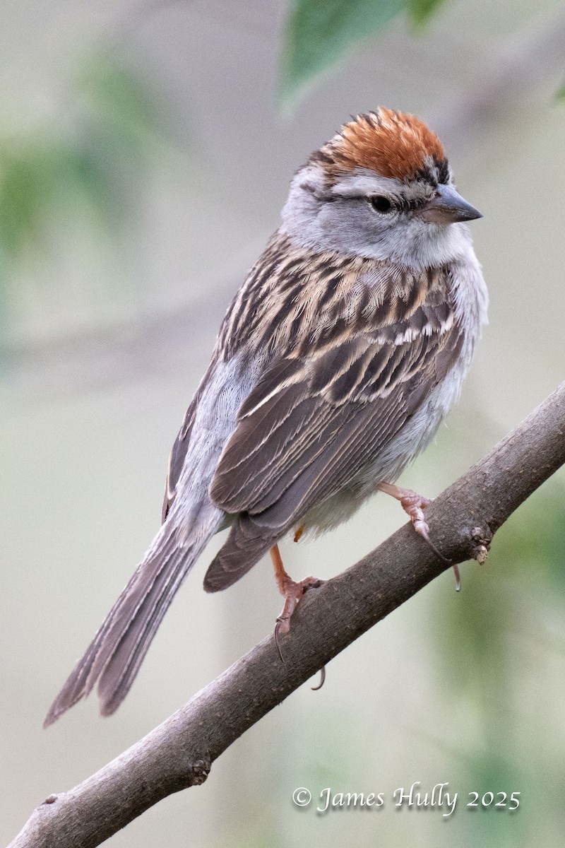Chipping Sparrow - ML640055797