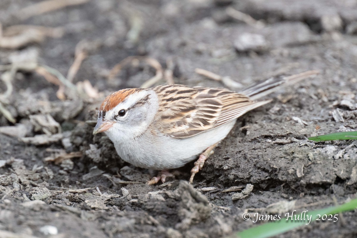 Chipping Sparrow - ML640055800