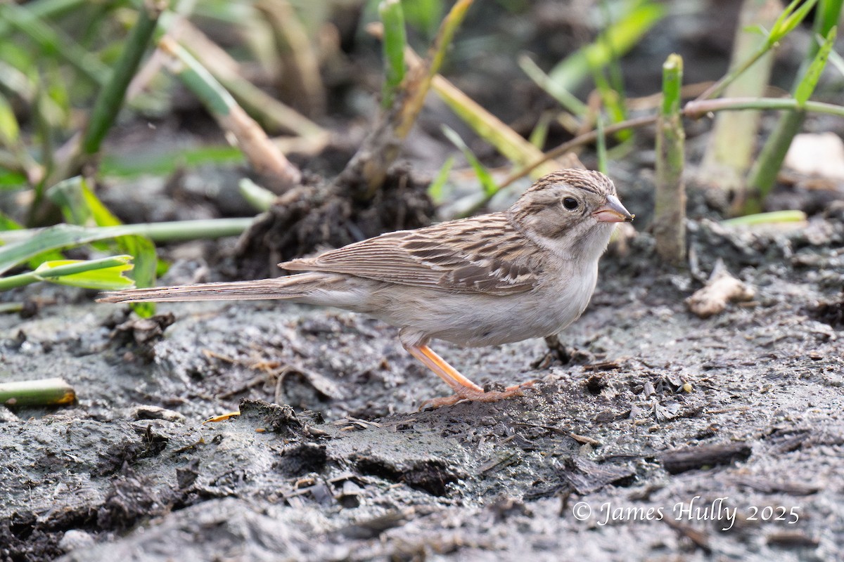 Brewer's Sparrow - ML640055830