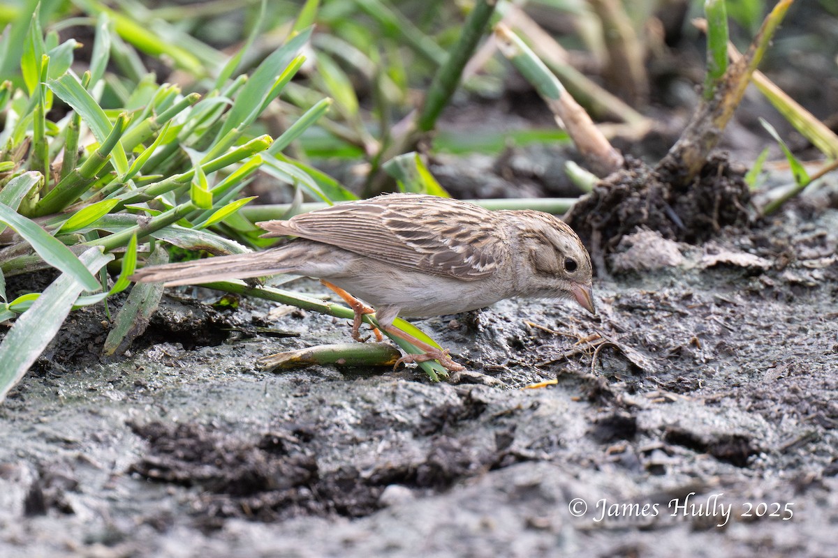 Brewer's Sparrow - ML640055833