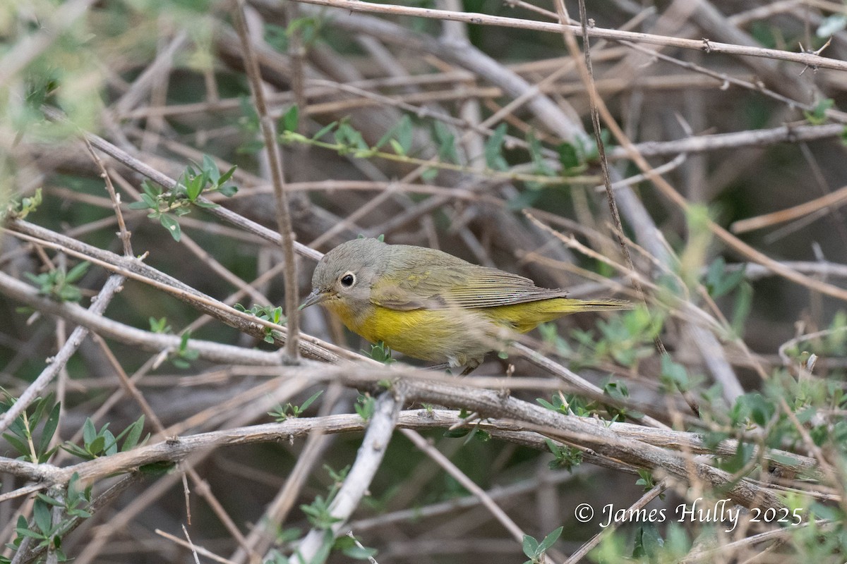 Nashville Warbler - ML640055840